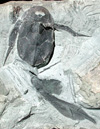 Bothriolepis canadensis, spécimen complet