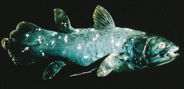 http://www.miguasha.ca/mig-img/mig_coelacanthe_g.jpg