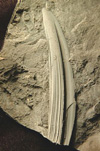 A spine from Machaeracanthus