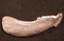 Lower jaw plate from Plourdosteus