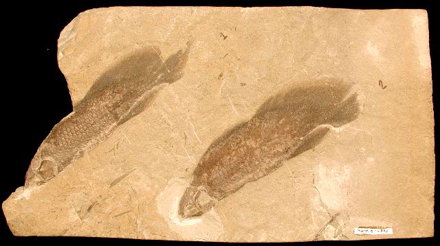 Two specimens of Scaumenacia curta