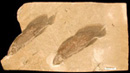 Two specimens of Scaumenacia curta