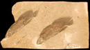 Two specimens of Scaumenacia curta Two specimens of Scaumenacia curta
