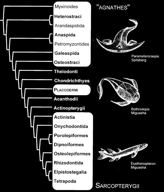 Arbre phylogénétique des principaux groupes de vertébrés.