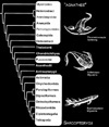 Arbre phylogénétique des principaux groupes de vertébrés.