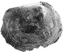 Asmusia membranacea