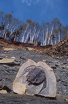 Bothriolepis canadensis Bothriolepis canadensis