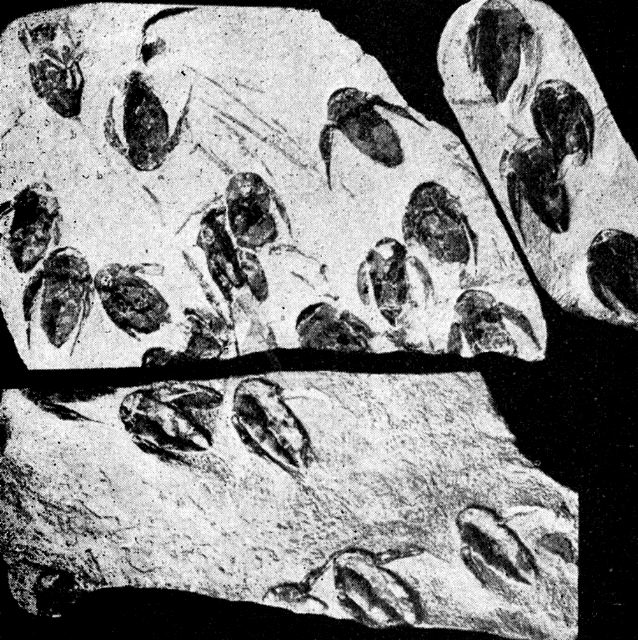 Rock layers containing many Bothriolepis specimens