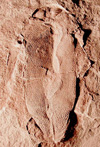 bothriolong bothriolong