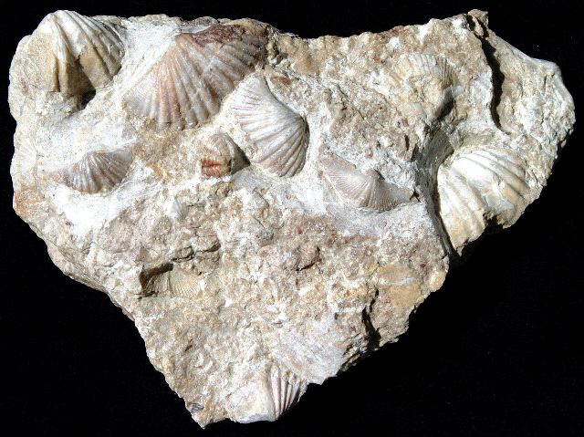 Brachiopods