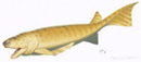 Reconstruction of Cheirolepis canadensis