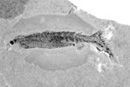 Euphanerops longaevus Euphanerops longaevus