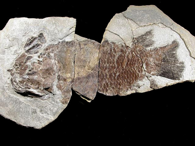 Specimen of Miguashaia bureaui