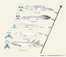 The transition of sarcopterygian fishes towards the first tetrapods