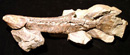 The famous P-222 specimen