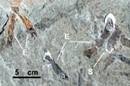 Juvenile fish in the Escuminac Formation