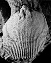 Rhenorensselaeria Rhenorensselaeria